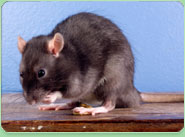 rat control High Peak