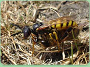 wasp control High Peak