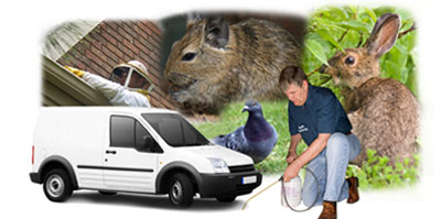 High Peak local van
